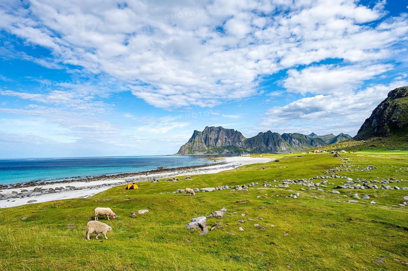 Sheep in a green meadow, coast and sandy beach of Uttakleiv, Vestvågøya, Lofoten, Nordland, Norway