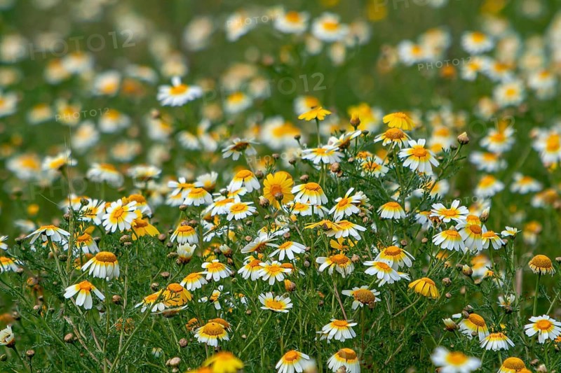 Flower meadow with crown-leaved glebion (Glebionis coronaria) and almond trees (Prunus dulcis), Majorca, Balearic Islands, Spain