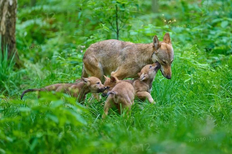 Young wolves play with their mother, Sommer, in the green forest floor, Wolf (Canis lupus), Germany