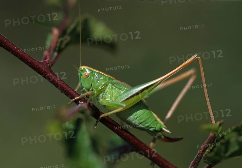 Bicolorana bicolor, grasshoppers, metrioptera bicolor, two-colored bush cricket, bicolor bite scare, grasshoppers, grasshoppers, insects, leo