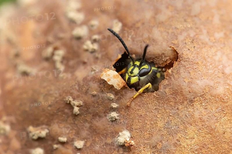 Common wasp (Vespula vulgaris) adult insect emerging from a hole in a fallen pear fruit in a garden in summer, Suffolk, England, United Kingdom