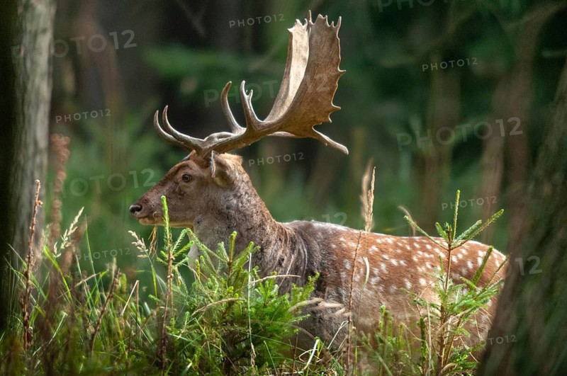 Dama dama, fallow deer, fallow deer, mammals, shovelers, mammals