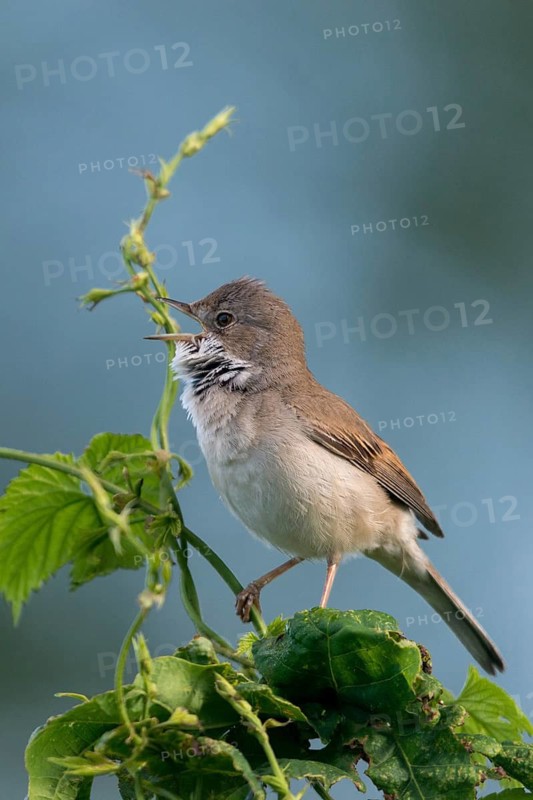 Warbler, Sylvia Communis, Whitethroat, Birds, Song, High Size, Portrait Format, Passeri, Singing, Songbirds, Birds