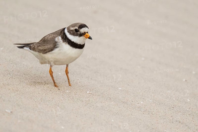 Ringed Plover (Charadrius hiaticula), male, beach, Houvig, North Sea, Denmark
