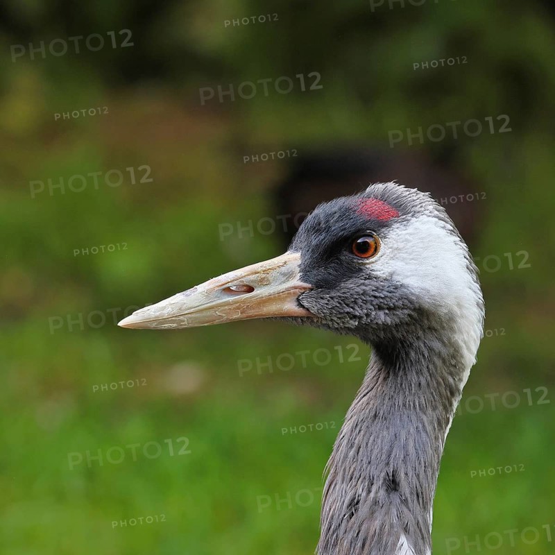 European crane (Grus grus), animal portrait, Lower Saxony, Germany