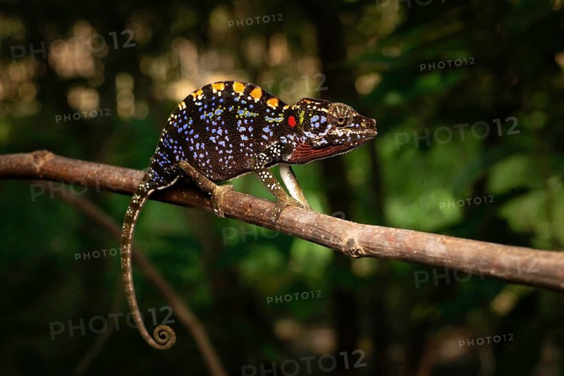A female chameleon of the genus Furcifer labordi in the dry forests of Kirindy Forest in western Madagascar