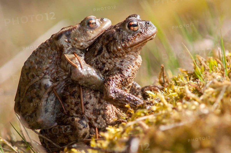 Bufo bufo, common toad, toad, amphibians, amphibians, amphibian migration, female, spawning migration, amphibians, male, mating, female