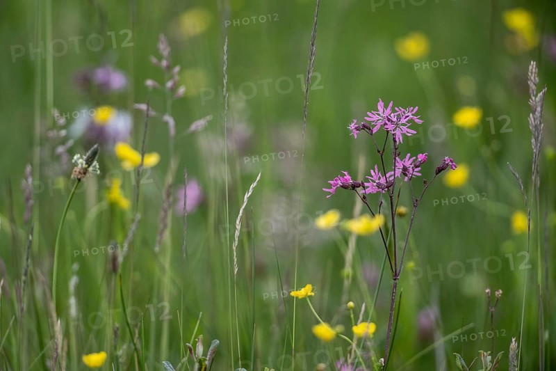 Cuckoo flower (Lychnis flos-cuculi), Emsland, Lower Saxony, Germany