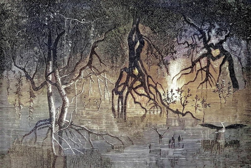 A dense mangrove vegetation, mangrove swamp, with the characteristic, widely branched stilt roots that rise out of the water. In the background, light breaks through the trees, and there are isolated waterbirds on the water surface and on the shore, around 1880, illustration, reproduction of a model from the 19th century. Authentic, file restored for optimal use, exact date of original unknown, historical, nostalgically colored