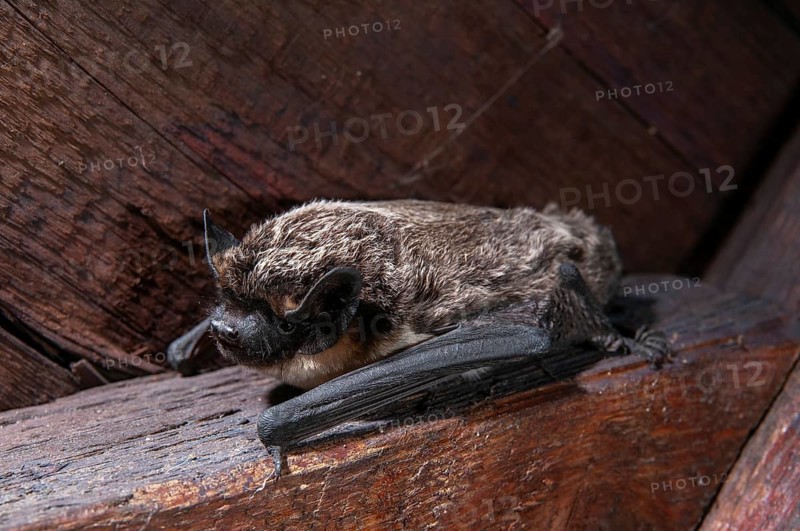 Leather-winged bat, parti-coloured bat, vespertilio murinus, bicolor bat, chiroptera, bats, mammals, mammals
