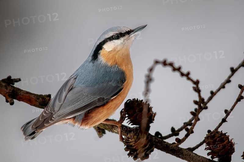 Nuthatch, Sitta Europaea, Birds, Passeri, Songbirds, Birds, Winter