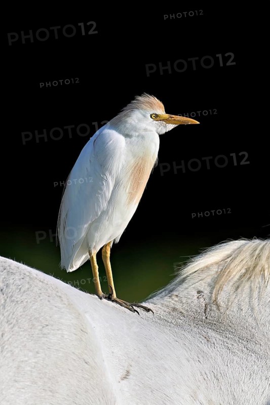 Cattle egret (Bubulcus ibis), standing on the back of a Camargue horse, Camargue, southern France, France