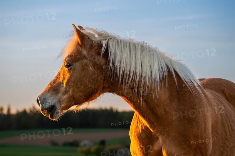 Horse, Haflinger, gelding, portrait, evening sun