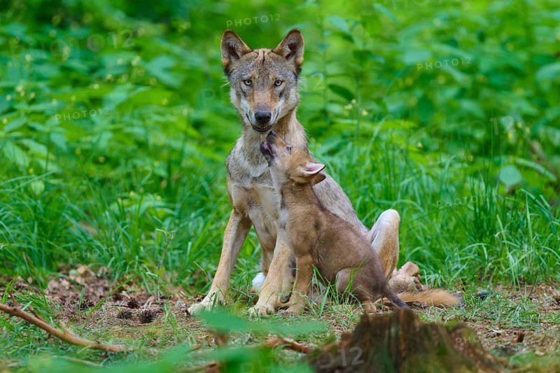 A family of wolves in the forest, the cub looks curious and secure beside the wolf, summer, wolf (Canis lupus), Germany