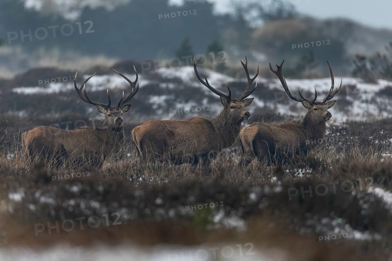 Attentively eyed red deer (Cervus elaphus) in winter heath landscape, winter, cold, snow, deer herd, January, Denmark