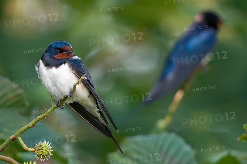 Hirundo rustica, house martin, swallow, birds, passeri, swallows, songbirds, songbirds, birds