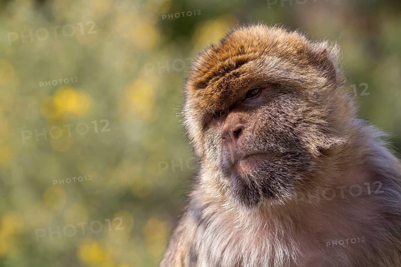 Barbary macaque (Macaca sylvanus), also known as the magot, Gibraltar