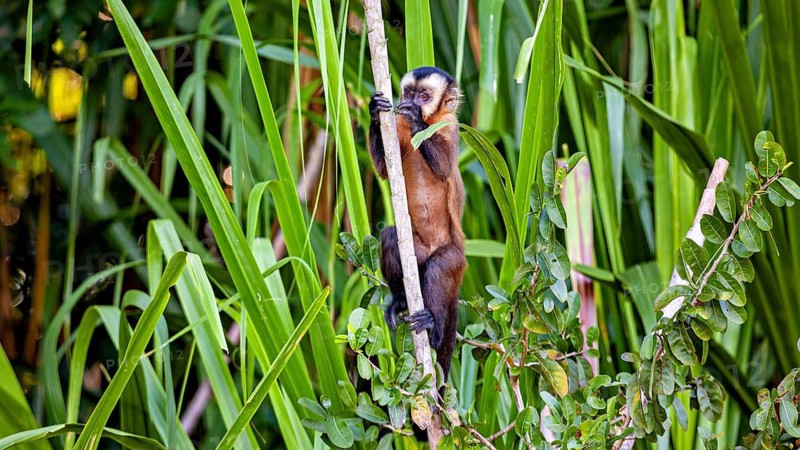 A monkey climbs a slender tree trunk in the heart of the tropical jungle: a crested capuchin monkey (Sapajus apella) in the Amazon Basin near Rurrenabaque in Bolivia