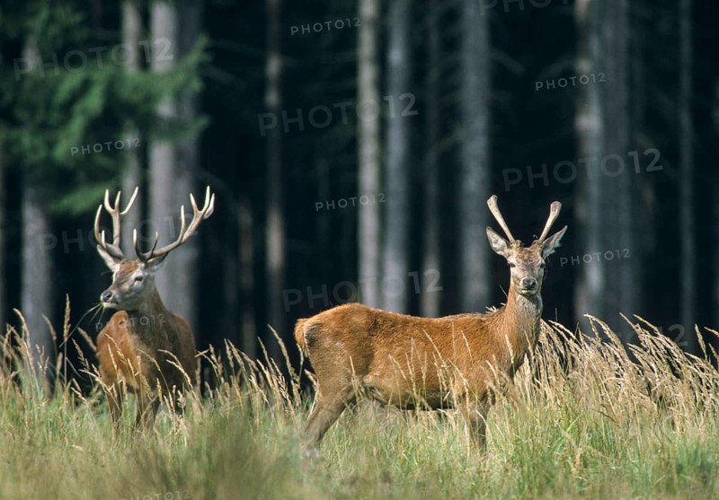 Artiodactyla, Cervus Elaphus, even-toed ungulate, cloven-hoofed, red deer, red deer, deer, adolescent, deer, juvenile, leo, male, mammals, male, mammal, mammal