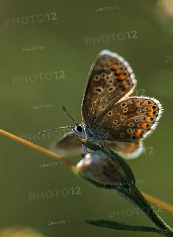 Aricia agestis, brown argus, dark brown blue, heather meadow browning, polyommatus agestis, sunflower blue, butterfly, backlight, high size, portrait format, insects, leo, butterfly, butterfly, butterflies
