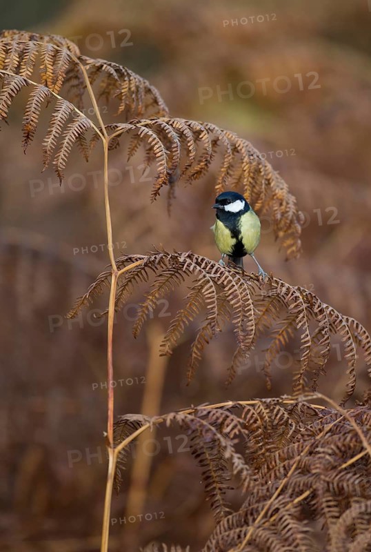 Great tit (Parus major) adult garden bird on a Bracken leaf in winter, England, United Kingdom