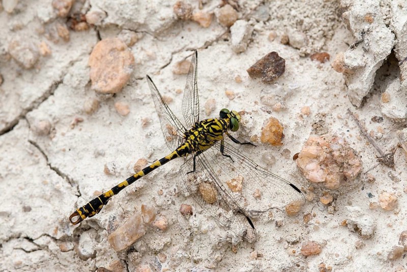 Green-eyed hook-tailed dragonfly, green-eyed hooktail, small pincertail, dragonfly, onychogomphus forcipatus, small pincertail, anisoptera, Bulgaria, damselflies, dragonflies, insects, dragonflies, odonata