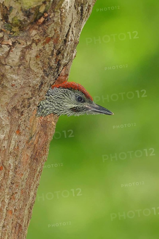 A young green woodpecker (Picus viridis) peering out of its nesting cavity in an old oak tree, wildlife, woodpeckers, green woodpecker, nature photography, spring, Wilnsdorf, North Rhine-Westphalia, Germany