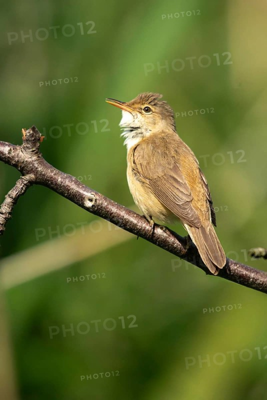 Acrocephalus scirpaceus, reed warbler, birds, high size, portrait format, passeri, songbirds, songbirds, birds, warblers
