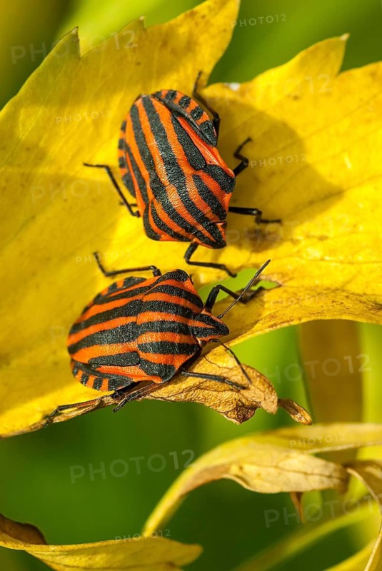 Graphosoma italicum, minstrel bug, striped bug, leaf bugs, high size, portrait format, insects, bugs