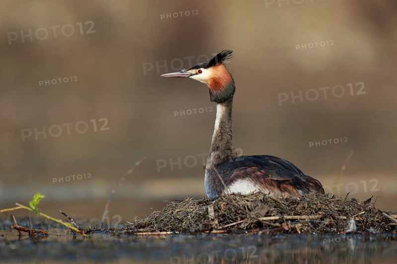 Great Crested Grebe (Podiceps cristatus) on nest, North Rhine-Westphalia, Germany
