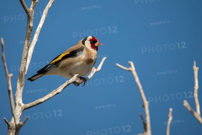 Carduelis Carduelis, Goldfinch, Granelli, Italy, Pantani Cuba and Longarini, Goldfinch, Migratory Bird Sanctuary, Pantani Cuba & Longarini Migratory Bird Sanctuary, Birds, Italy, Passeri, Songbirds, Sicily, Songbirds, Foundation for Biodiversity, Birds