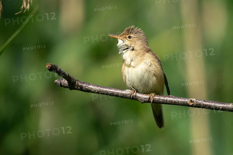 Acrocephalus scirpaceus, reed warbler, birds, passeri, songbirds, songbirds, birds, warblers