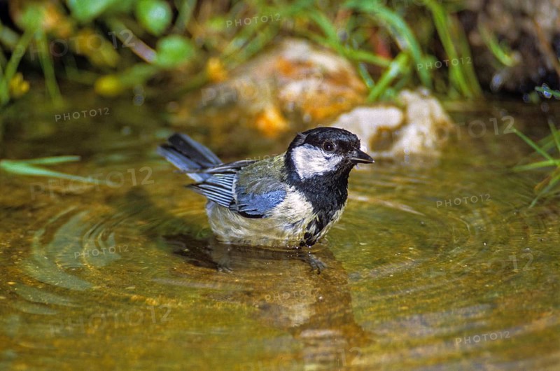 Great tit, great tit, parus major, bath, bird bath, birds, garden, tits, passeri, songbirds, tits, watering place, bird bath, birds, watering place