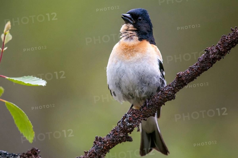 Mountain finch, Brambling, Finland, Fringilla Montifringilla, Birds, Song, Male, Passeri, Singing, Songbirds, Birds
