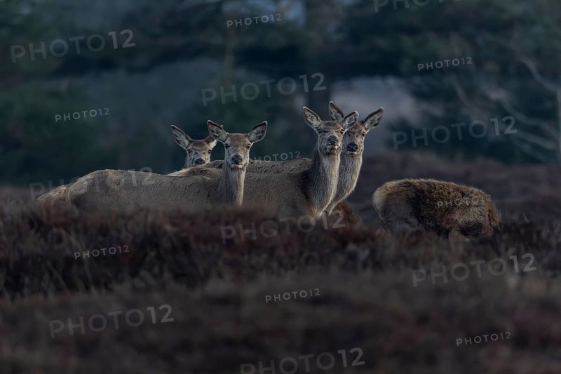 In the evening, red deer (Cervus elaphus) wander with their fawns to the grazing grounds on the heath, alert and watchful, March, Denmark