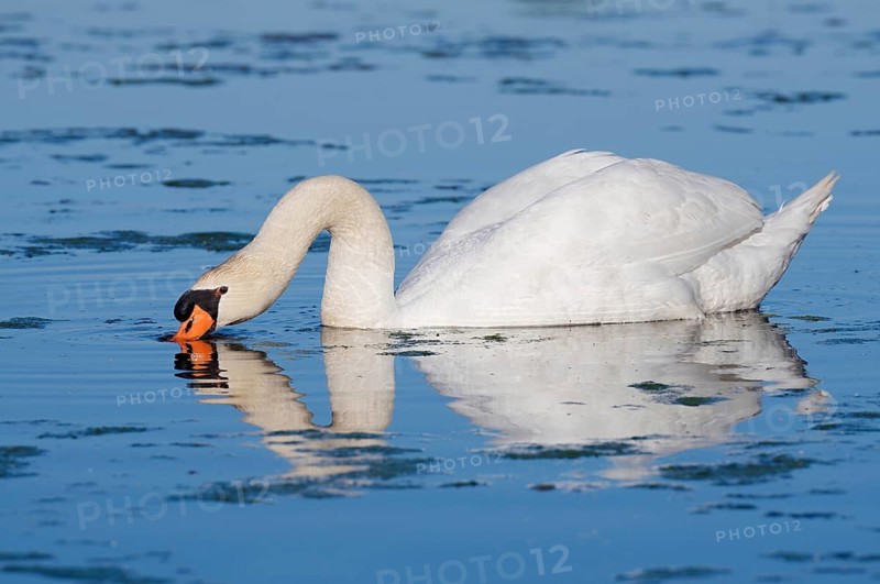 Mute swan (Cygnus olor) swimming, with its reflection, North Rhine-Westphalia, Germany