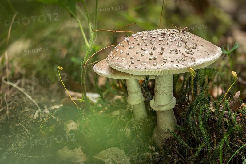 Amanita excelsa, amanita spissa, sunken bead, squat bead, gray fly sponge, gray pearl mushroom, gray bead, grey-spotted amanita, tall bead, peeler, silver mushroom, fungi, fungus, mushrooms