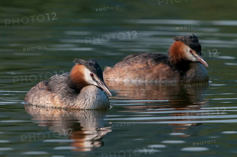 Great crested grebes, podiceps cristatus, birds, grebes, podicipedidae, divers, birds, waterbirds, waterbirds