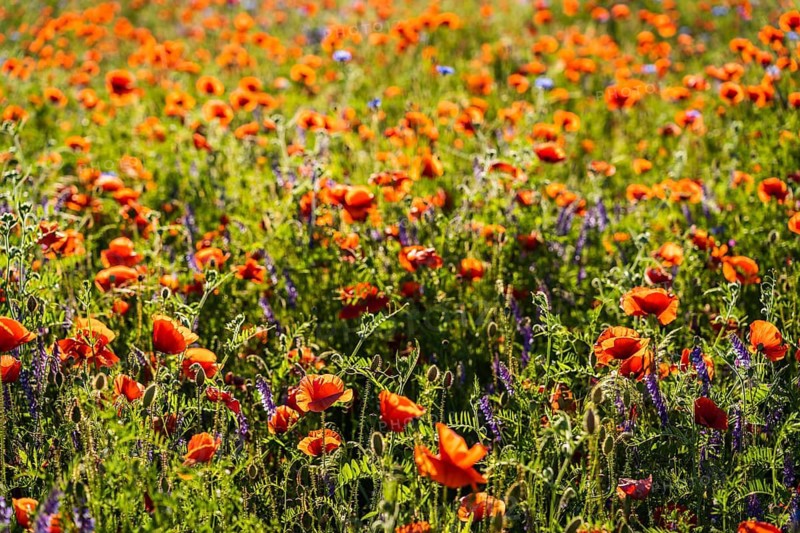 Meadow of red poppies (Papaver rhoeas) in sunlight