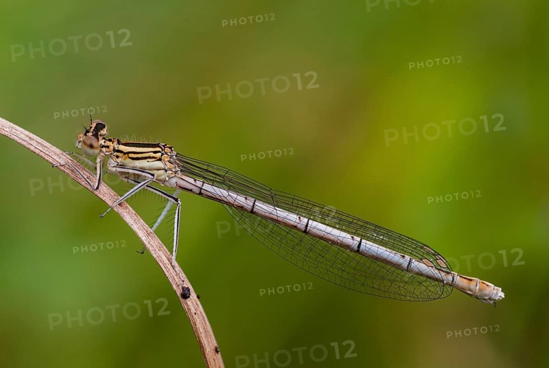 Azure damselfly, blue feather dragonfly, platycnemis pennipes, white-legged damselfly, damselflies, dragonflies, insects, dragonflies, odonata, zygoptera