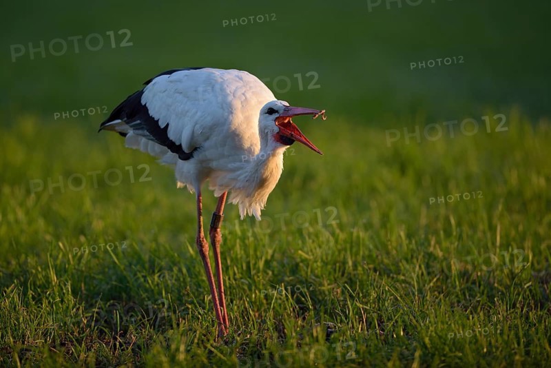 Weissstorch (Ciconia ciconia), White Stork, Altvogel bei der Nahrungssuche, Oktober, NSG Dingdener Heide, Nordrhein-Westfalen, Deutschland