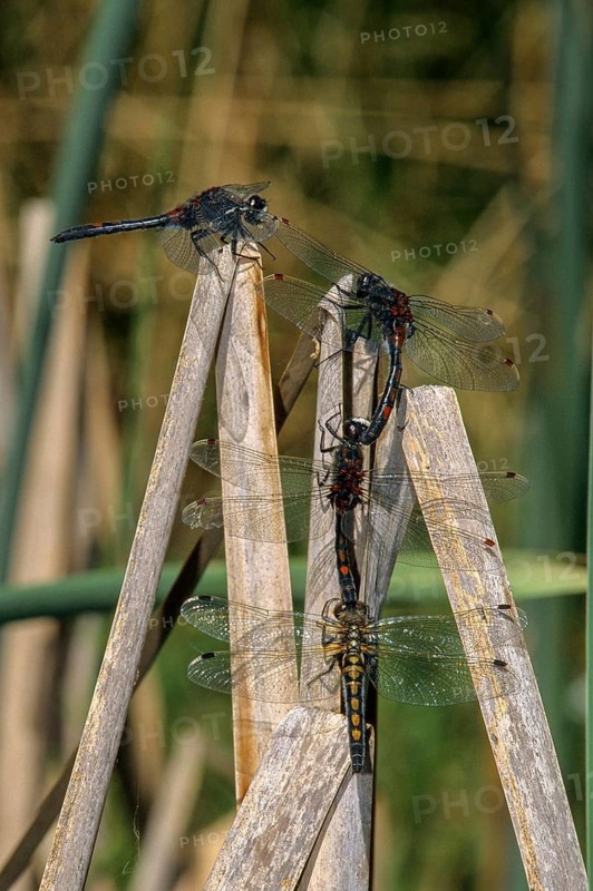 Leucorrhinia rubicunda, northern white-faced darter, ruby whiteface, abnormal, anisoptera, couple, damselflies, dragonflies, female, high size, portrait format, insects, leo, dragonflies, male, odonata, mating chain, female