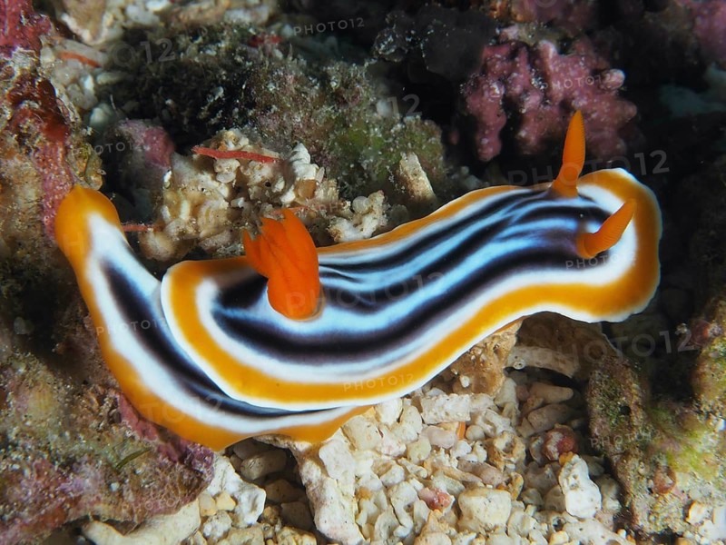 Striped Chromodoris slug with striking orange colouring, the magnificent star nudibranch (Chromodoris magnifica), on a coral seabed, SD dive site, Nusa Ceningan, Nusa Penida, Bali, Indonesia
