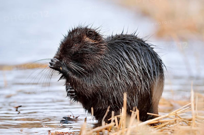 Nutria or coypu (Myocastor coypus) grooming itself on the riverbank, North Rhine-Westphalia, Germany, an invasive species in Europe