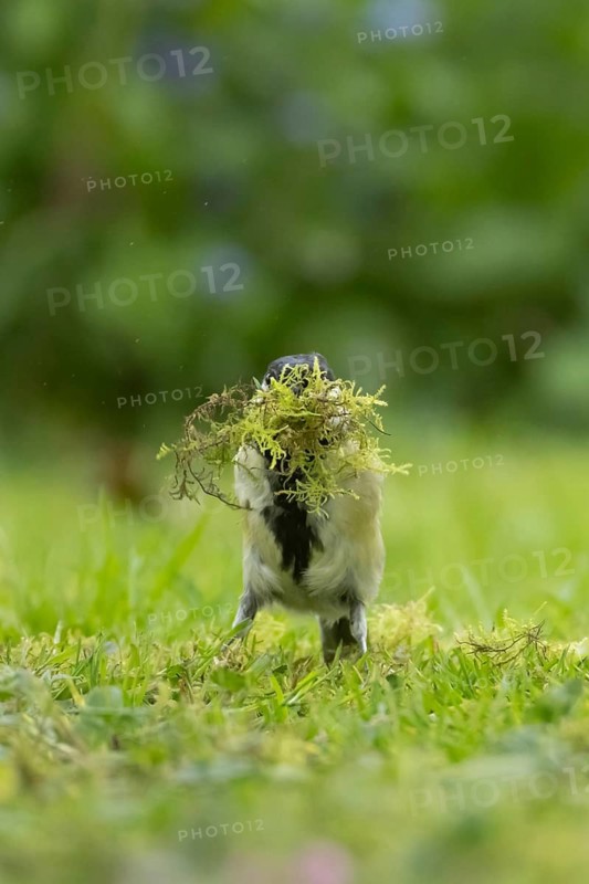 Great tit (Parus major) adult bird collecting moss for nesting material from a garden lawn in spring, Suffolk, England, United Kingdom