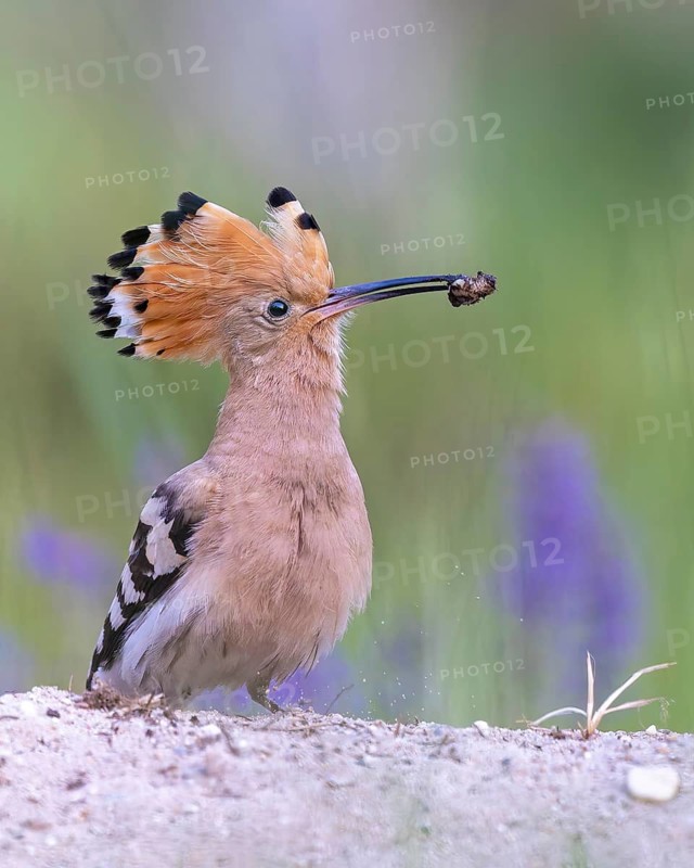 Hoopoe (Upupa epops) – Bird of the Year 2022, male during courtship, calling, nuptial gift, prey, foraging, interaction, landing on a branch, ruffled crest, sunrise, interaction, feeding, climate change, Middle Elbe Biosphere Reserve, Saxony-Anhalt, Germany