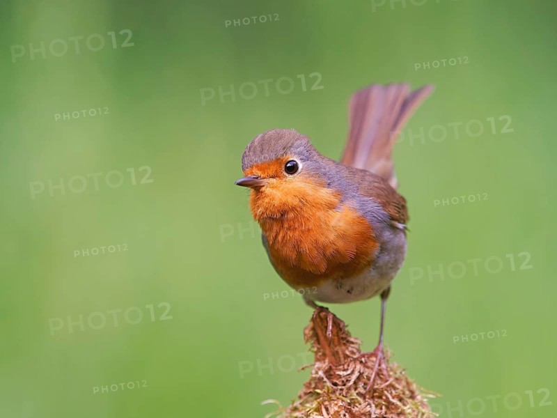Robin (Erithacus rubecula) sitting on a mossy root, Solms, Hesse, Germany