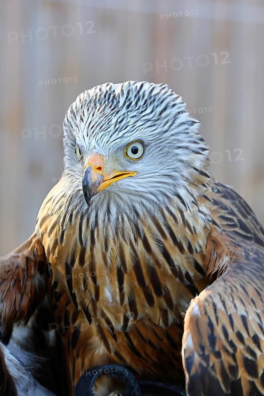 Red Kite (Milvus milvus), head portrait, animal portrait, in captivity, Rhineland-Palatinate, Germany