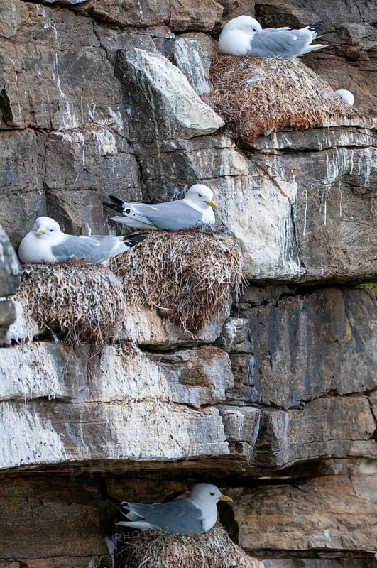 Black-legged Kittiwake, Black-legged Kittiwake, Norway, Rissa Tridactyla, Varanger, Birds, Charadriiformes, Gulls, High Size, Portrait, Limikolen, Seagulls, Birds