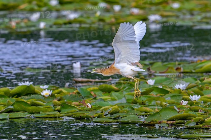 Squacco heron (Ardeola ralloides) flying adult in breeding plumage taking off from lake covered in water lily pads in summer